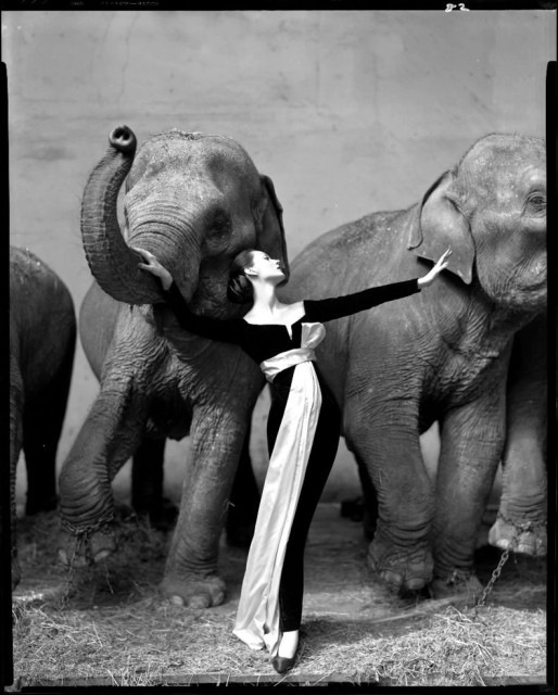 The iconic 1955 photo of Dovima with elephants in a Dior evening dress