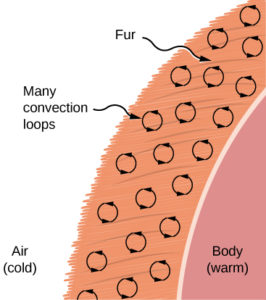 New Year's fur for warmth